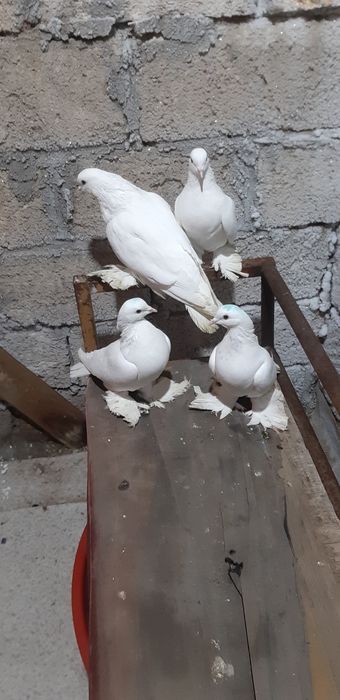 Голуби Белые Персы