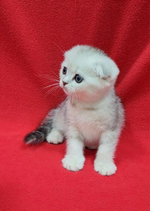 Скоттиш фолд серебристая шиншила