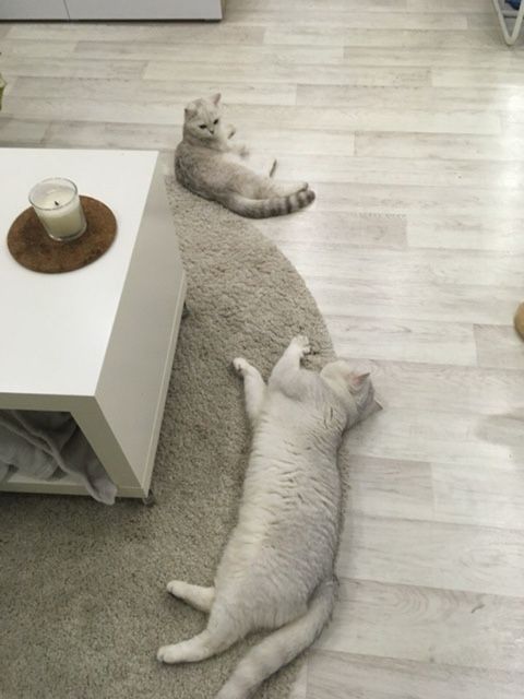 вислоухие породистые котята