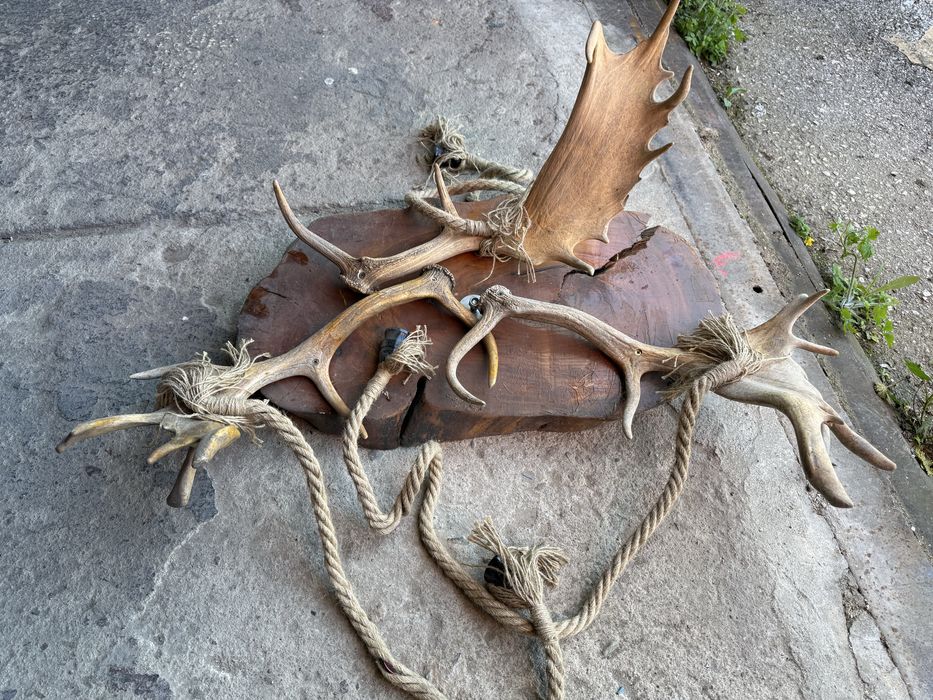 Полилей от естествени еленски рога (лопатар)