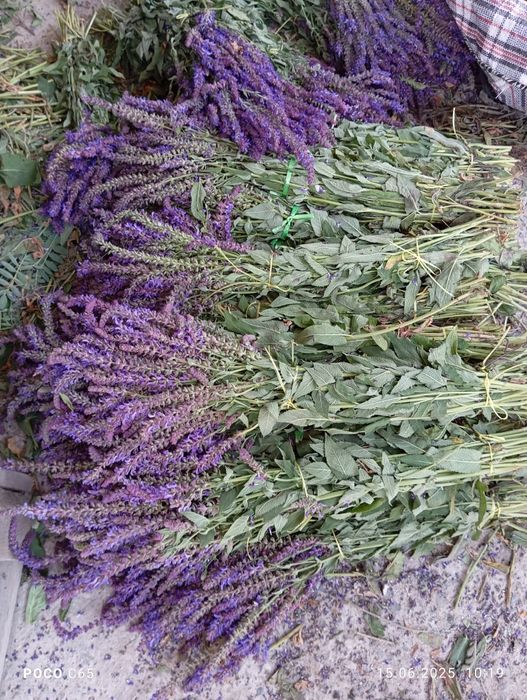 Травы   для бань