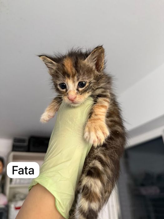 Pui pisica spre adoptie