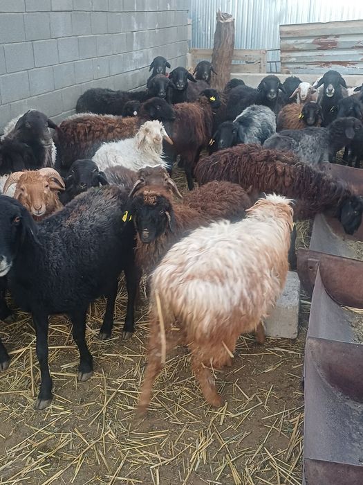 Токтылар сатылады