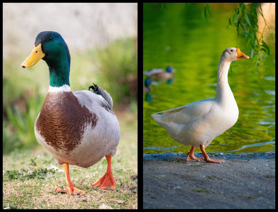 Инвестиции в птицеводство