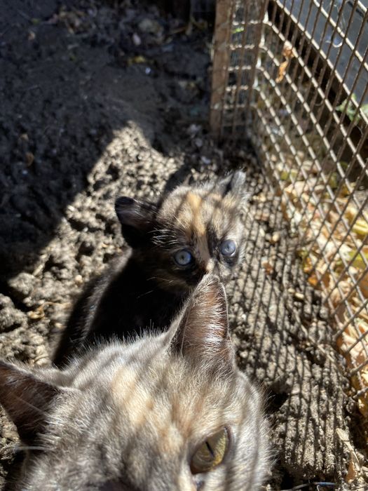 Отдаю котят бесплатно