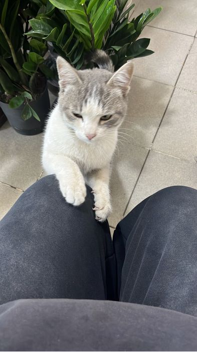 БЕСПЛАТНО! Отдам кота в добрые руки