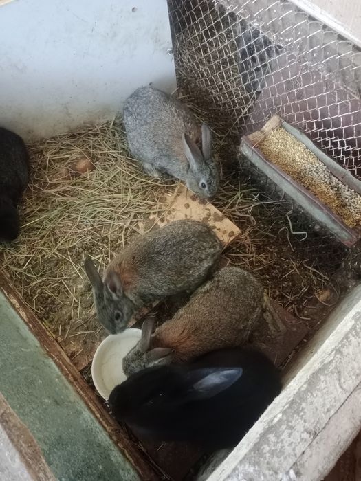 Продам кроликов помесных