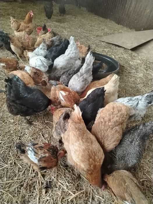 Продам молодых петушков