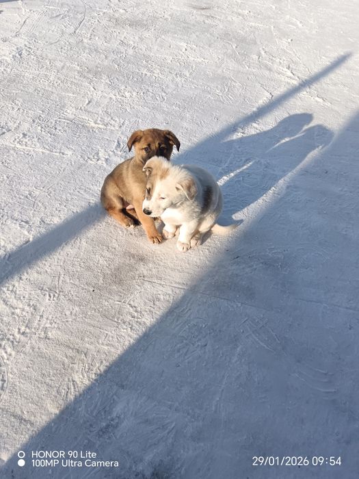 Отдам в хорошие добрые руки