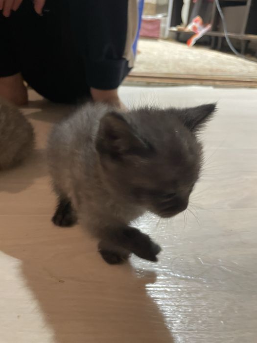 Отдам котят девочек