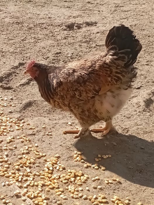 Обмен балапандарға  2 айлық или одан асқан болса