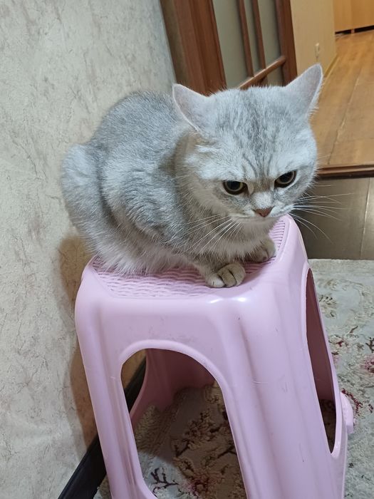 Отдам даром кота британского