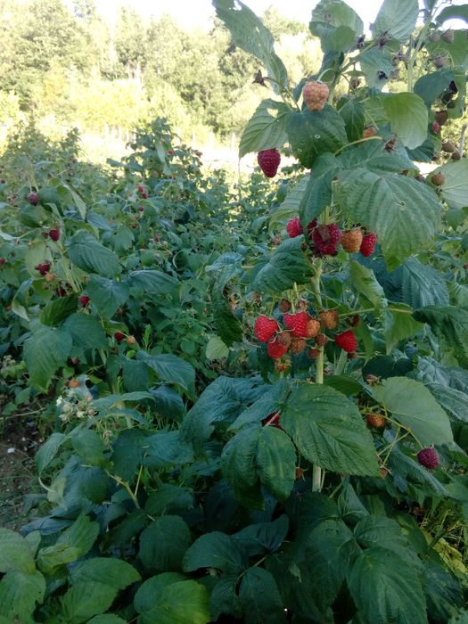 Vând drajoni de zmeură polka si stoloni căpsuni