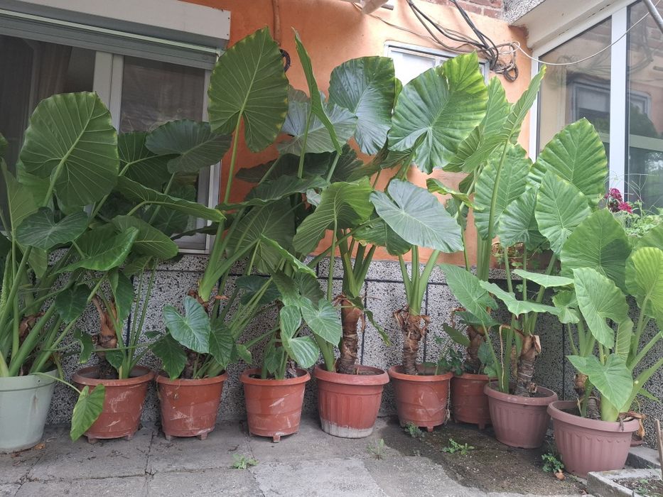 Трилистници от 1.20м до 2м