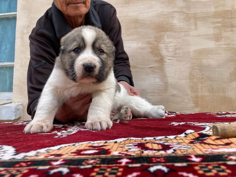 Щенок Туркменского Алабая ( Чистокровный )