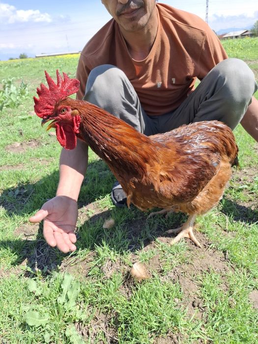 Хуроз сотилади. Домашний.