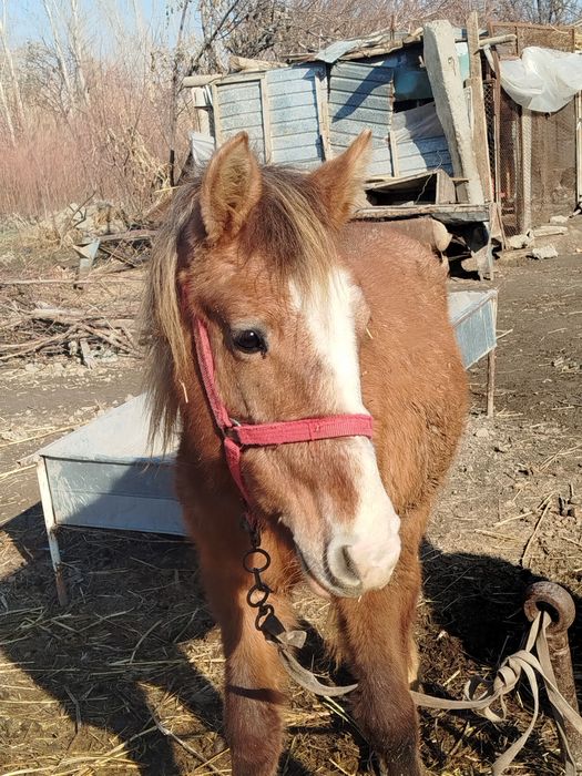 От сотилади  1 ёшли