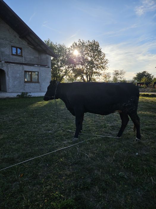 Vand 2 vaci tineret gestante Angus & Holstein