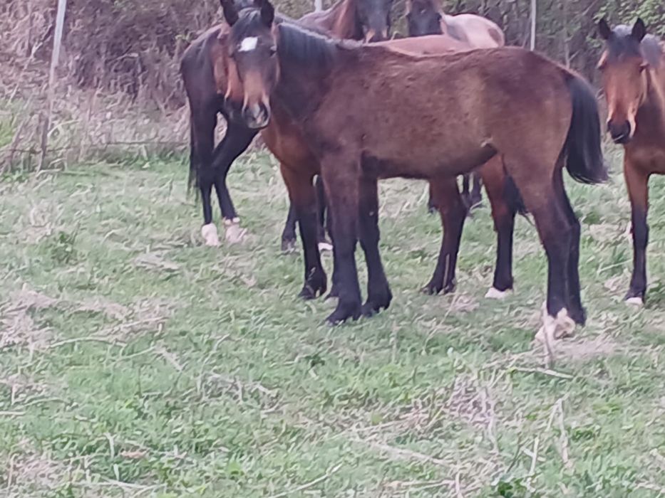 1жас ургашы жорга 350 мын. Каскелен Долан