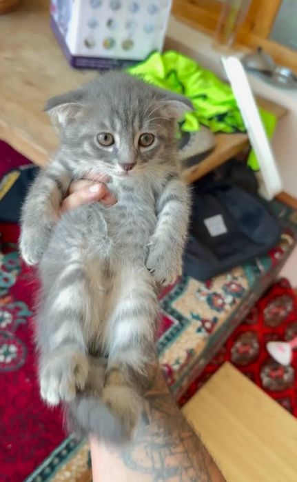 Отдадим в добрые руки.