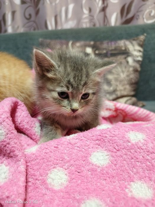 Котята, в добрые руки