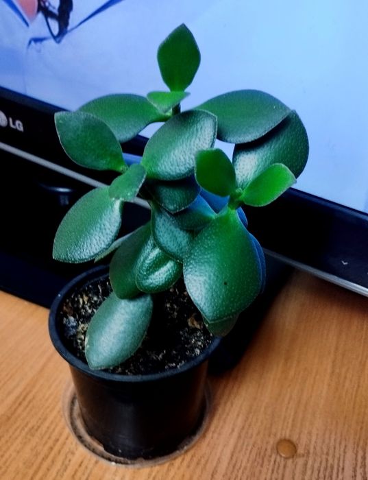 Крассула, денежное дерево