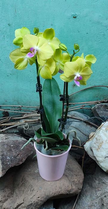Орхидеи в наличии свежие