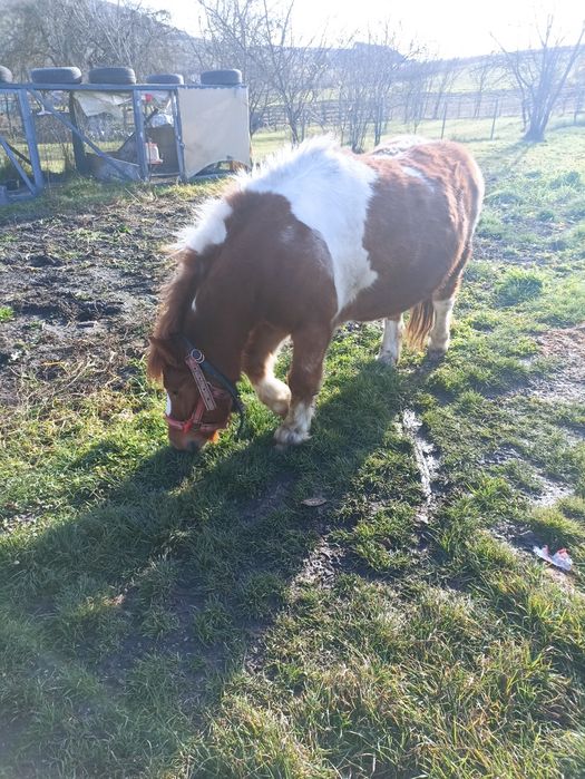 Vând ponei de 5 ani