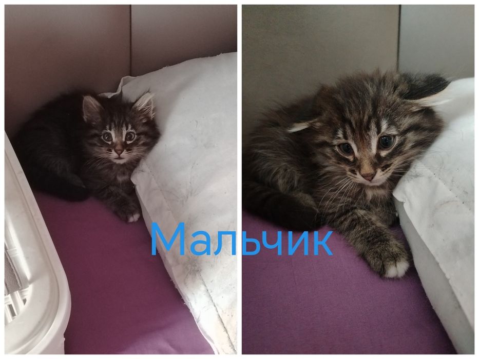 Отдам котят  в добрые руки