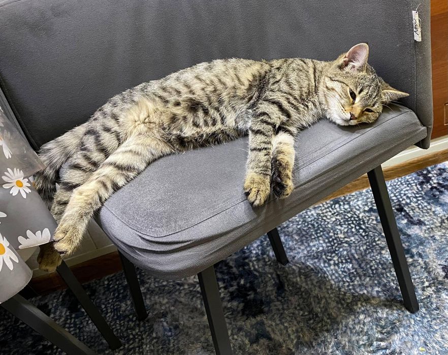 Отдам даром котят