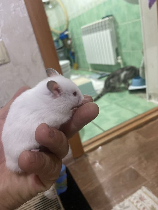 Хомячки и хомяки