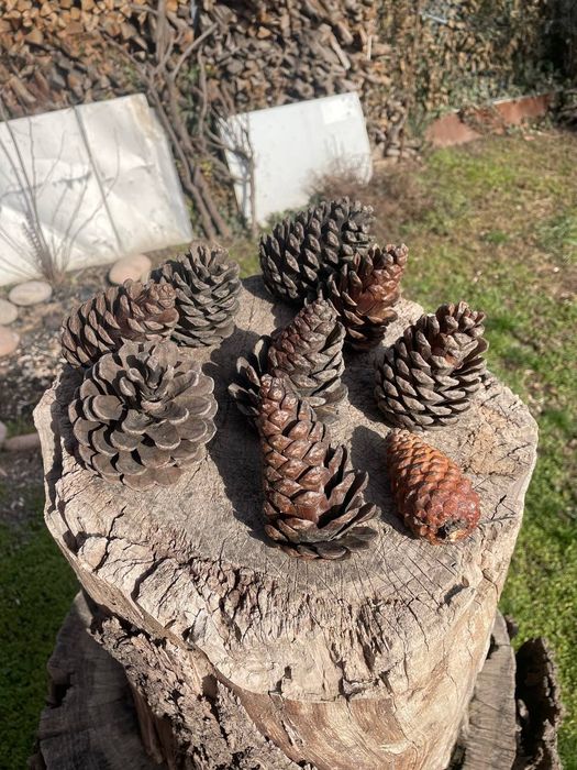 Шишки ёлочные натуральные