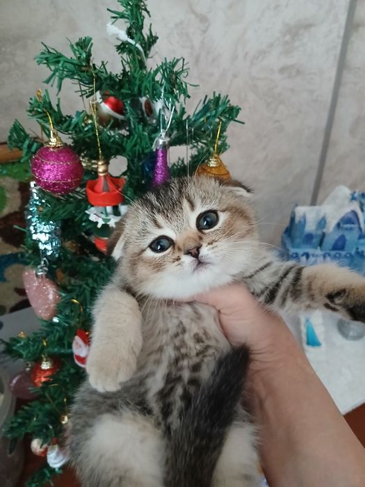 Продаю котят шиншил