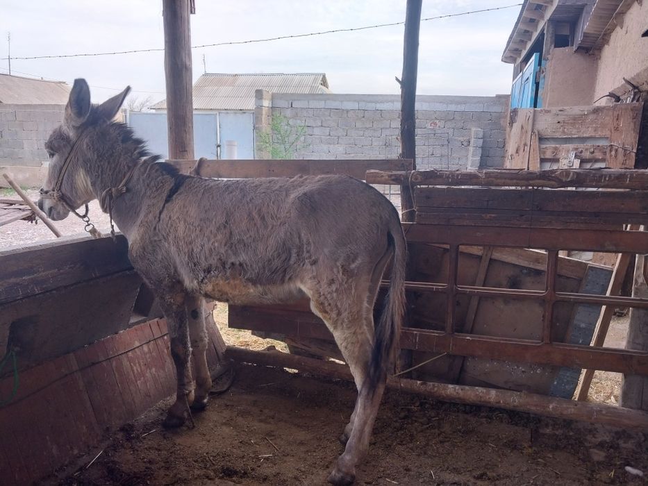 Ешек сатылады 5 жасар