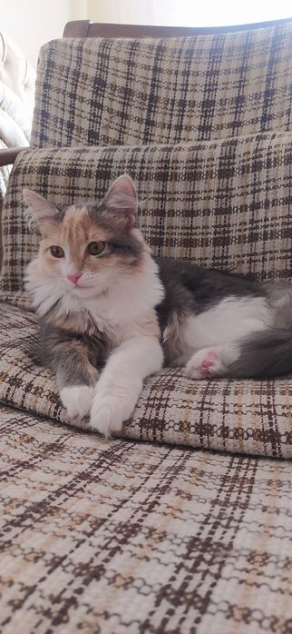 Отдаю кошек в добрые руки