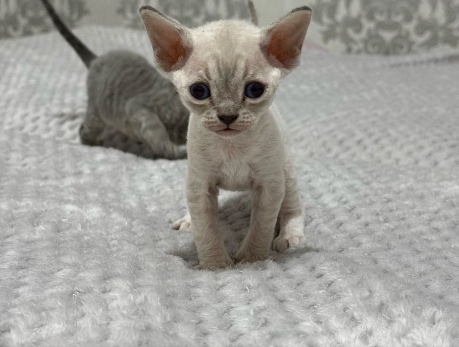 Продаются чистопородные котята породы Девон Рекс /Toza zotli Devon Rex