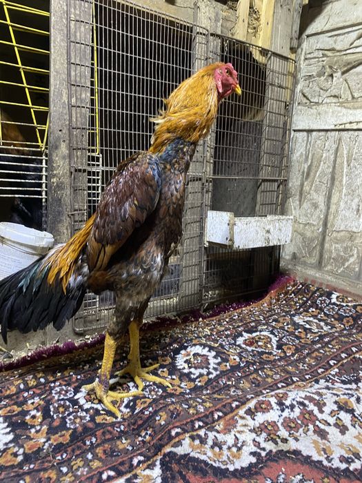 Продам о шамо  наталия