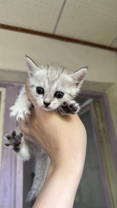 Очаровательные котята ищут любящий дом!