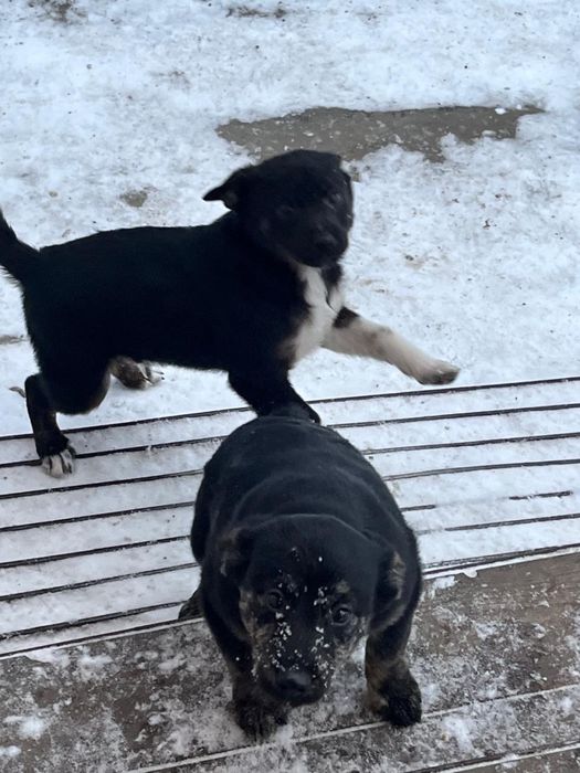 Отдам в добрые руки