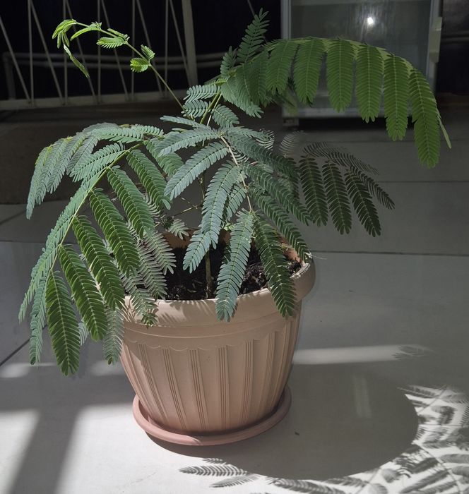 Альбиция  -Ленкоранская.