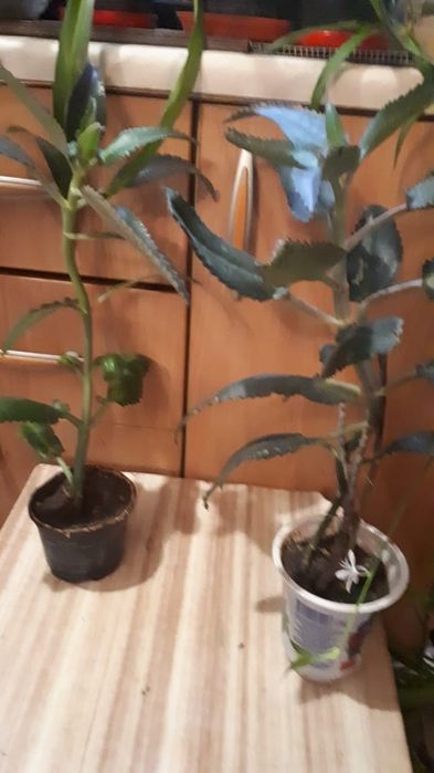 Цветы комнатные от 500тг