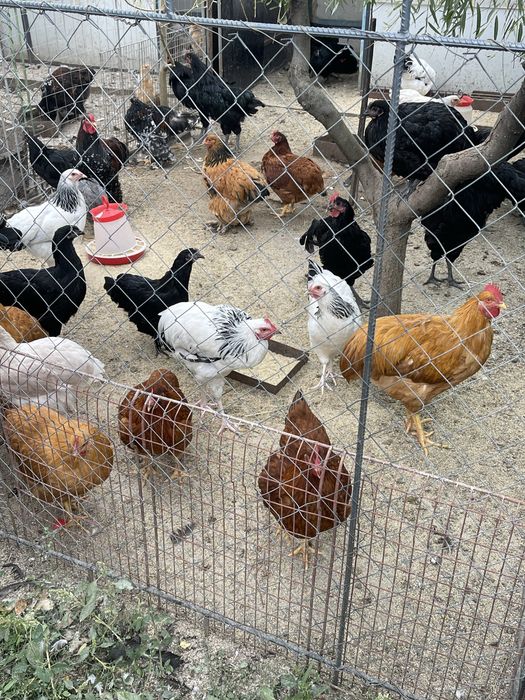 Pasari de rasa. Australorp, Plymouth Galben, Brahma