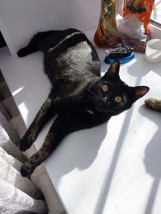 Котенок Воробушек в добрые руки