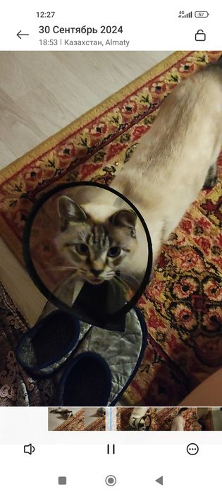 Кот 2,5 месяца , в хорошие руки