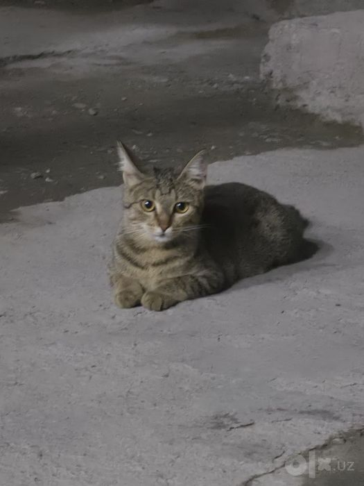 Uy mushugi sotiladi