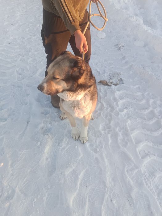 Төбет ит 1,5 жасар