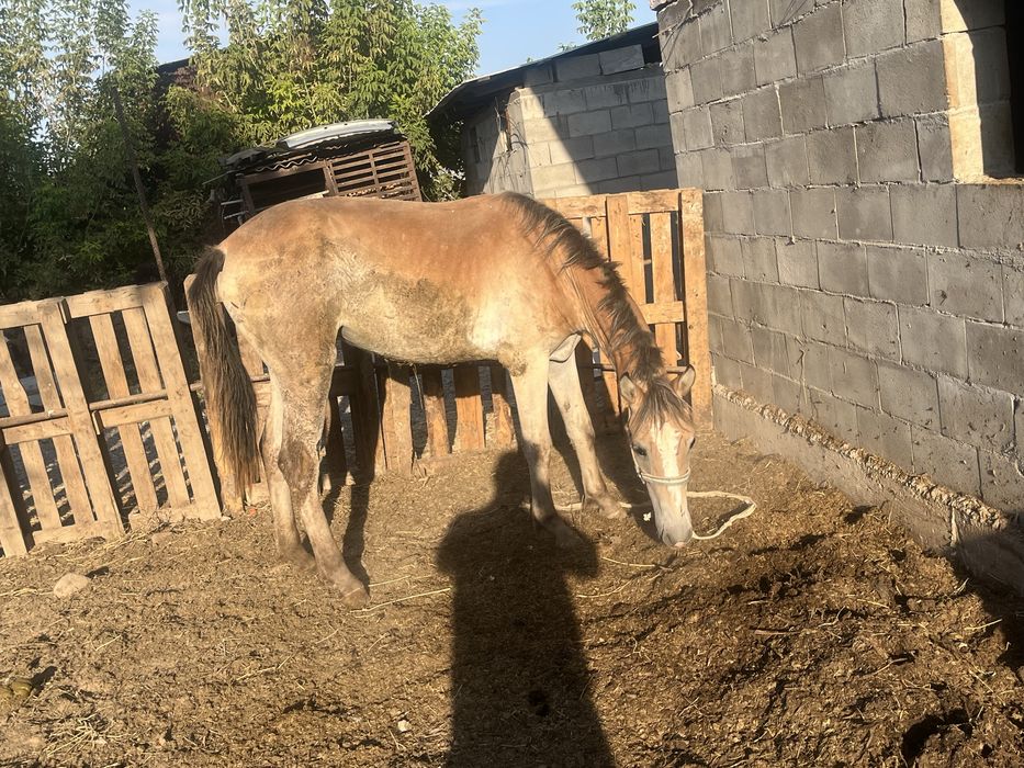 Продам кобылу