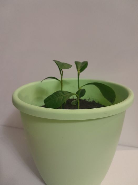 Мандариновое дерево