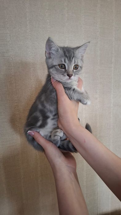 Шотландский  котенок