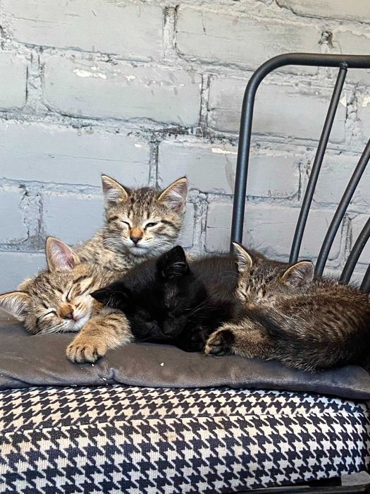 Отдам котят в добрые руки